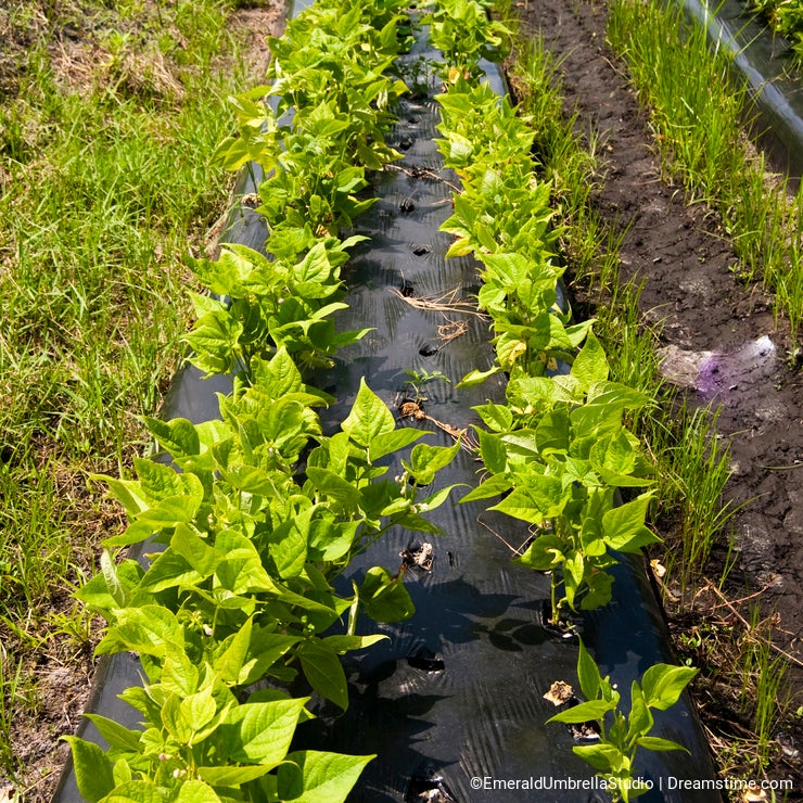 Row of Veggies