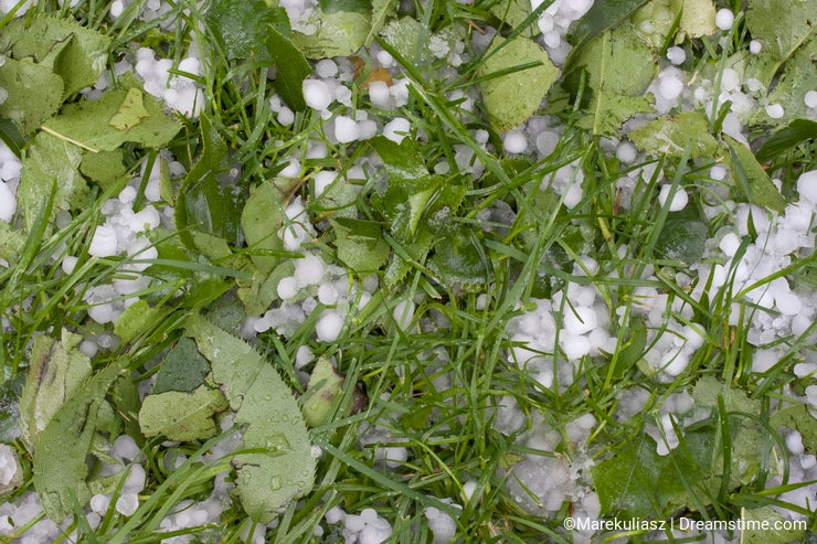 Pea size hailstones on grass