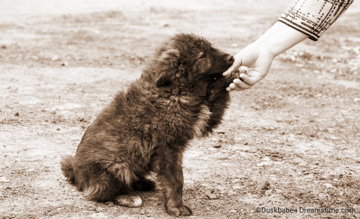 Homeless dog and helping human hand