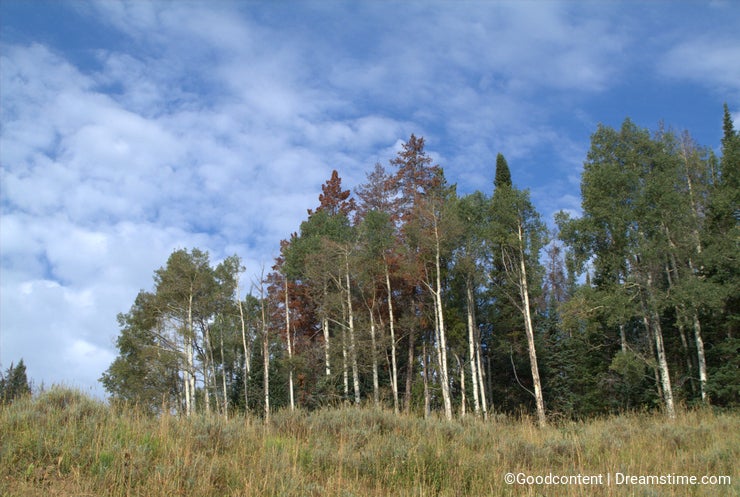 Aspen Grove