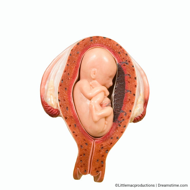 Baby in womb 4 -with clipping path
