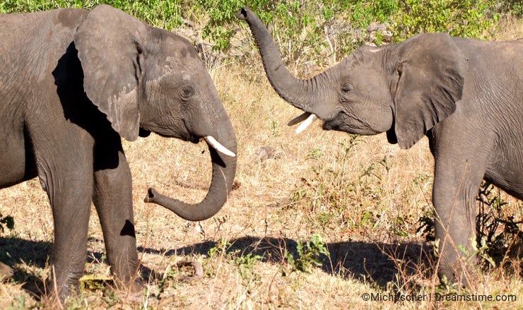Playing elephants at Chobe National Park