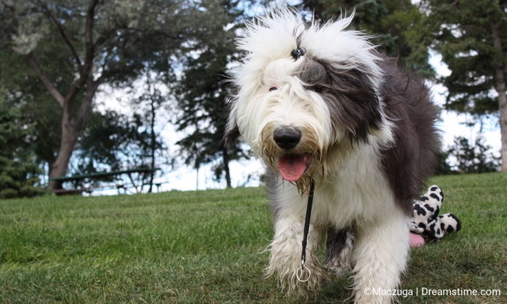 Old English Sheepdog Running