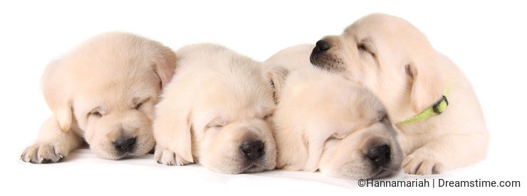 Four sleeping puppies