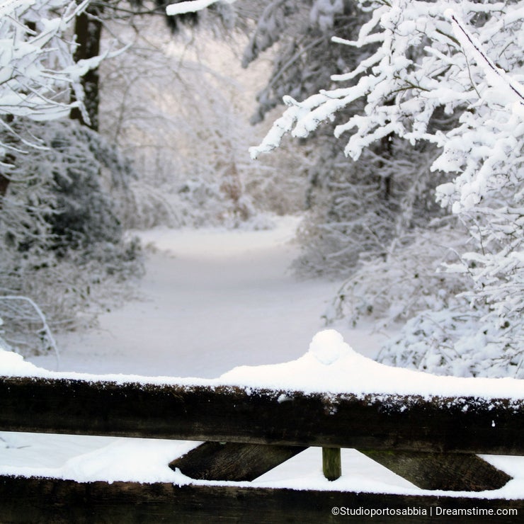 Snow covered fence and a forest path