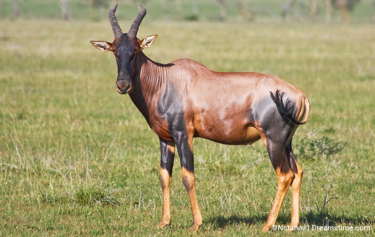 Topi Antelope in Grumeti Reserves