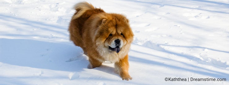 Chow-chow in winter
