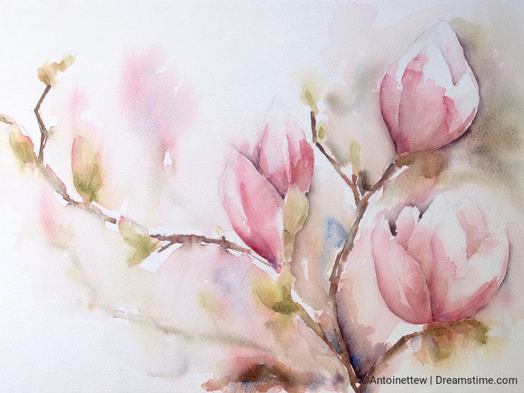 Aquarel or watercolor of Magnolia-flowers