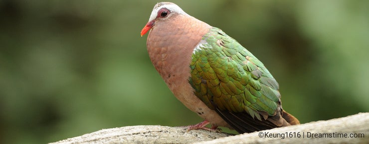 Bird --- Pinon Imperial Pigeon
