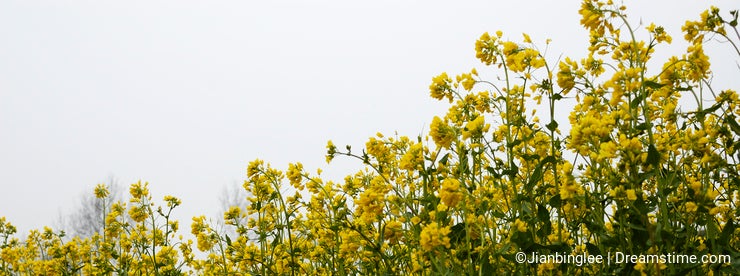 Cole flowers 14