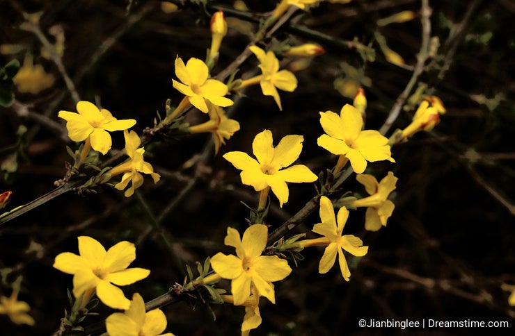 Winter Jasmine