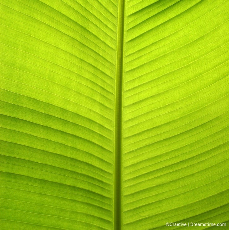 Bananna leaf