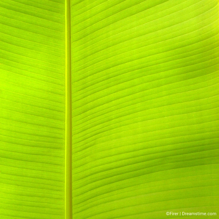 Banana tree leaf,closeup,stricted-composition