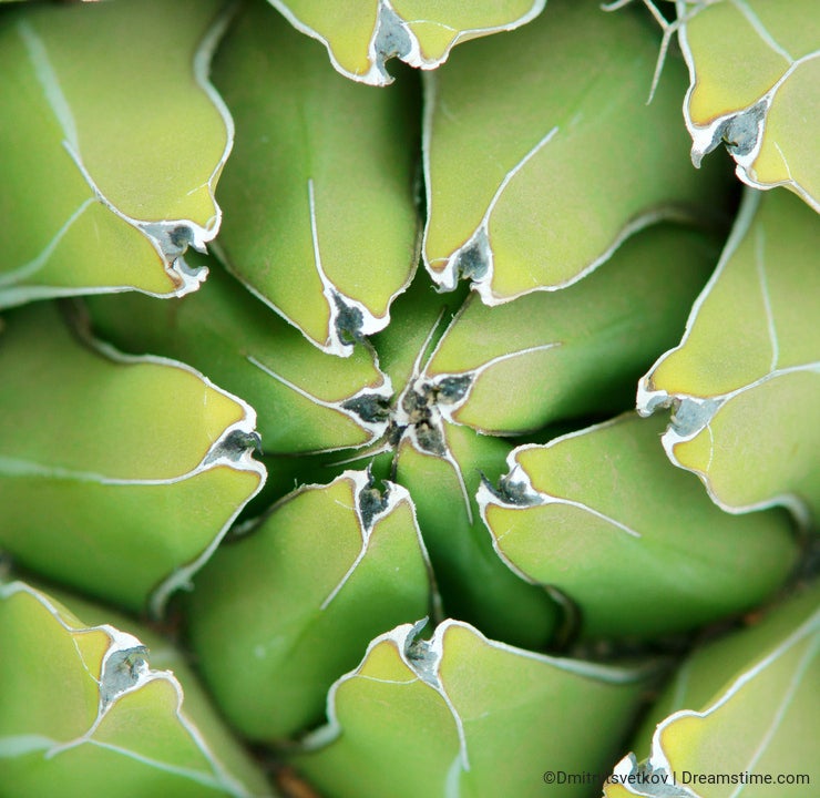Agave close-up background