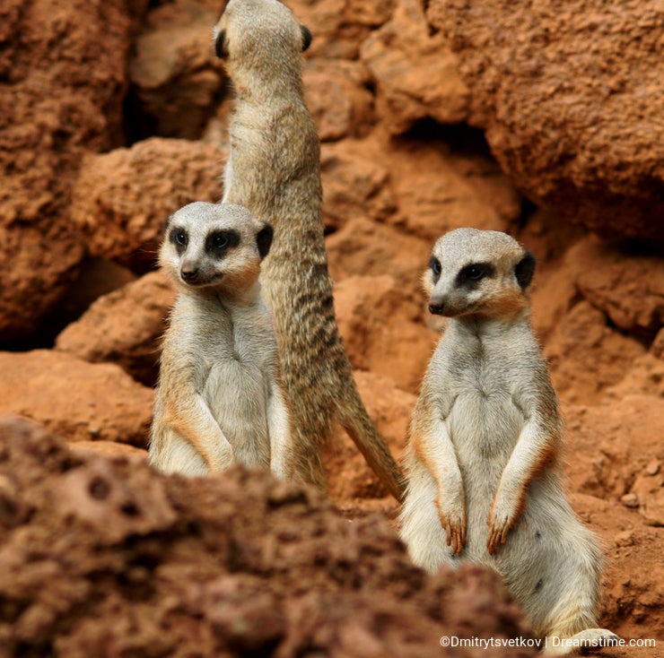 Three meerkat