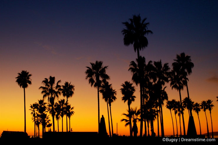 Palm Trees Silhouette with Sunset
