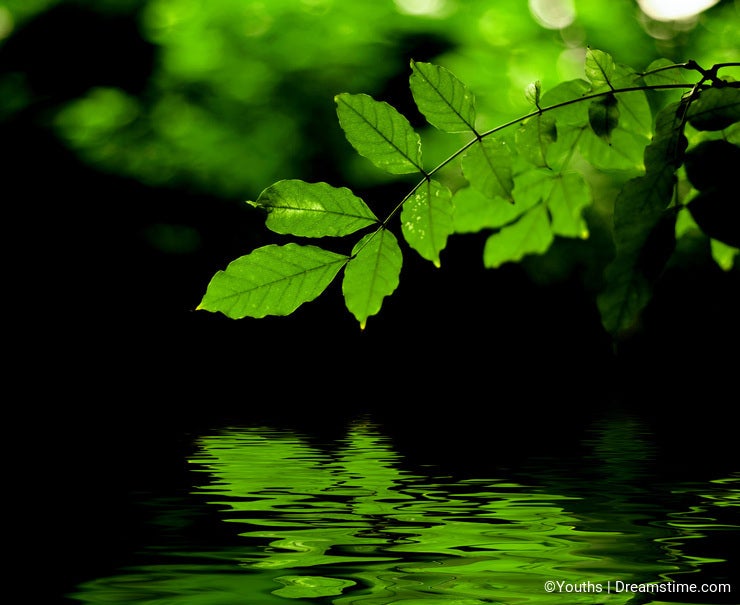 Green leaves reflection