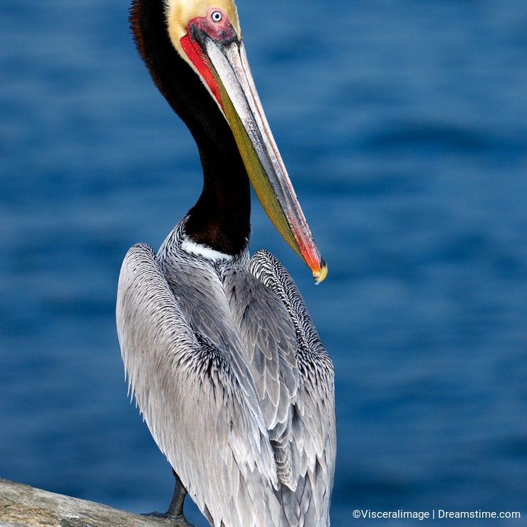 Endangered California Brown Pelican