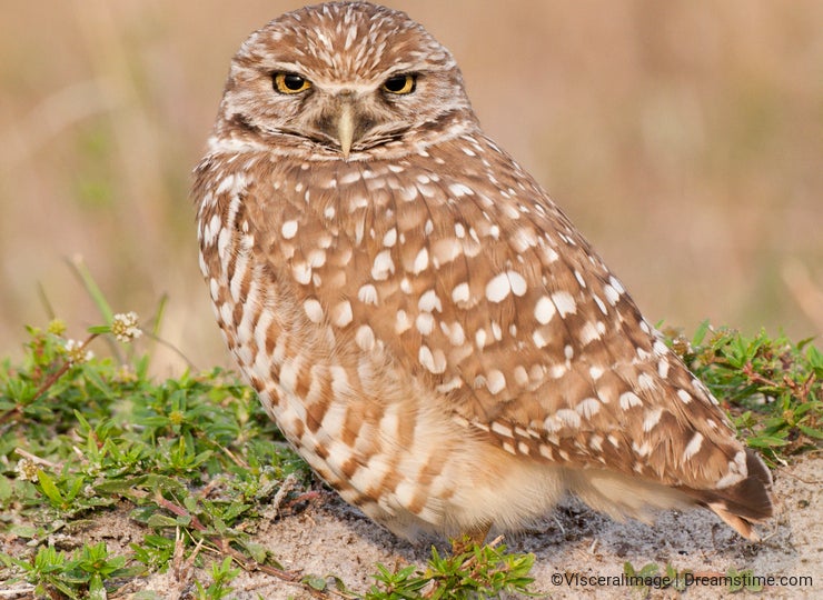 Burrowing Owl on sand