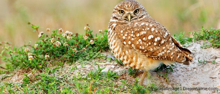 Burrowing Owl next to nest