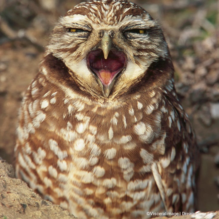 Burrowing Owl