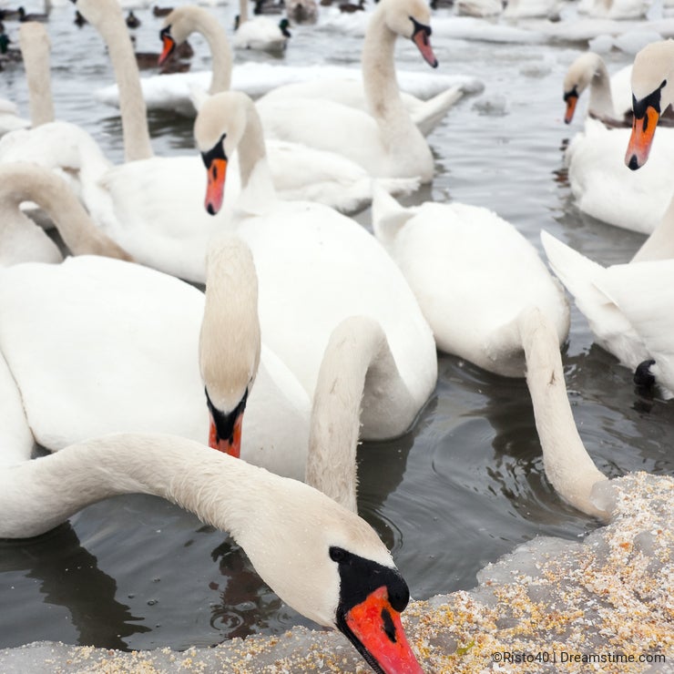 Lot of swans