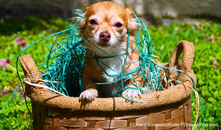 Longhair chihuahua popping out of basket