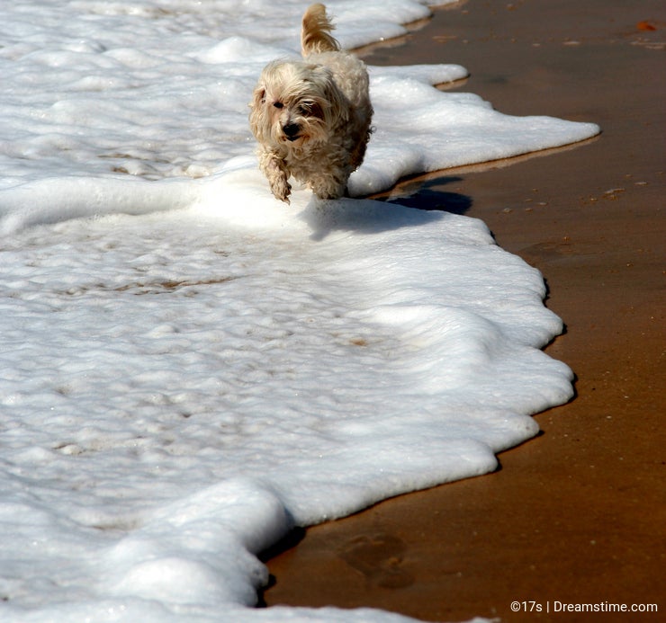 Pekinese dog running on beach ocean waves