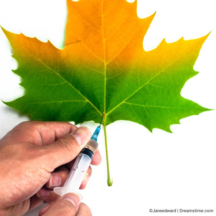 Syringe in hands on a half green leaf