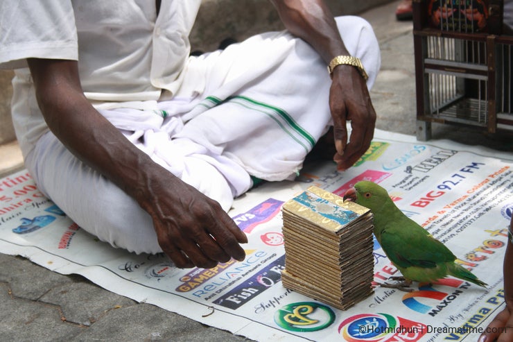 Parrot Assisted Tarot Card Reading