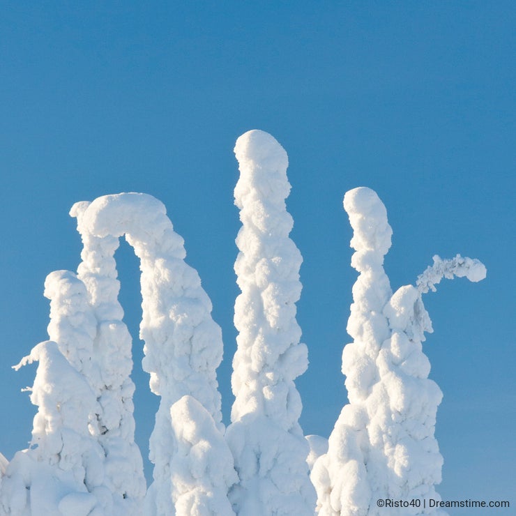 Trees under heavy snow in Finland