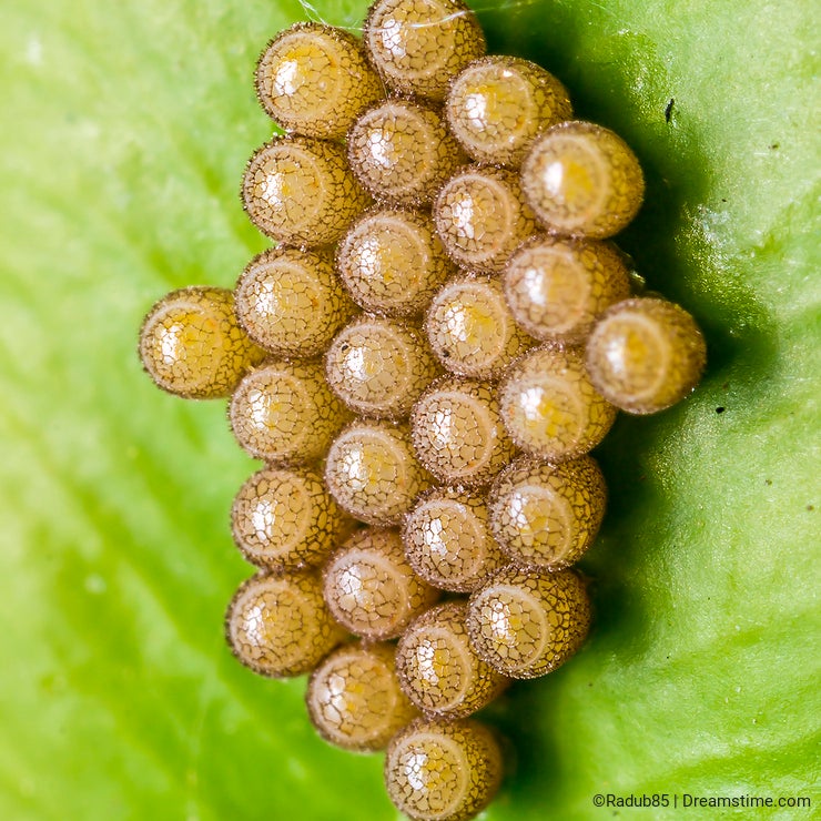 Insect Eggs