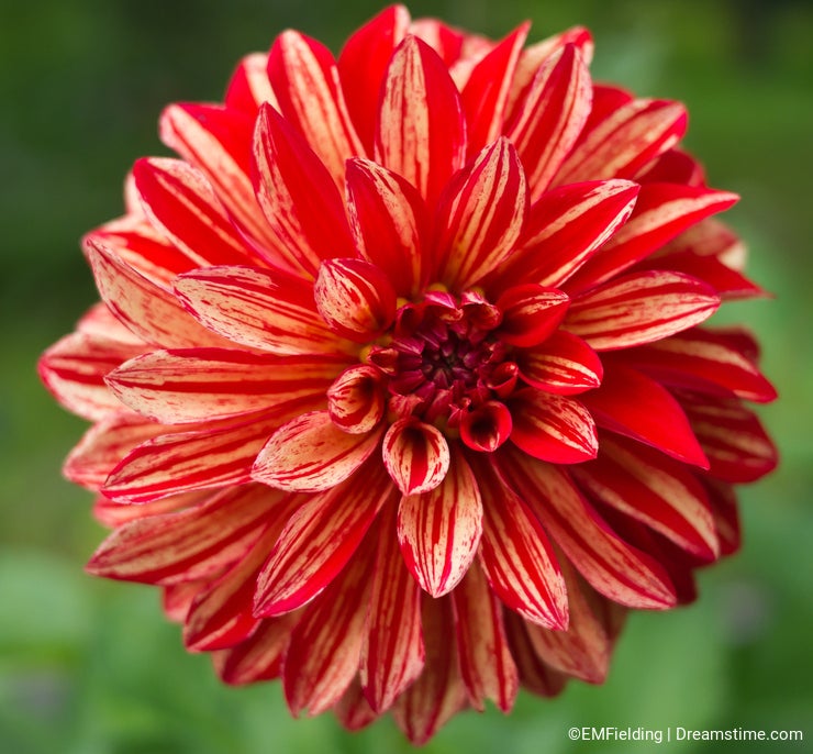 Dalia Flower Closeup