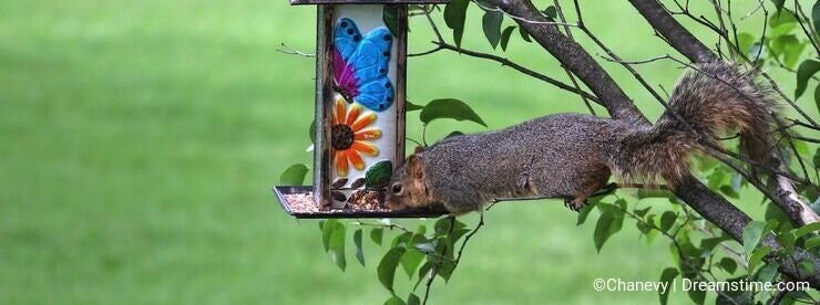 Greedy squirrel stealing from bird feeder