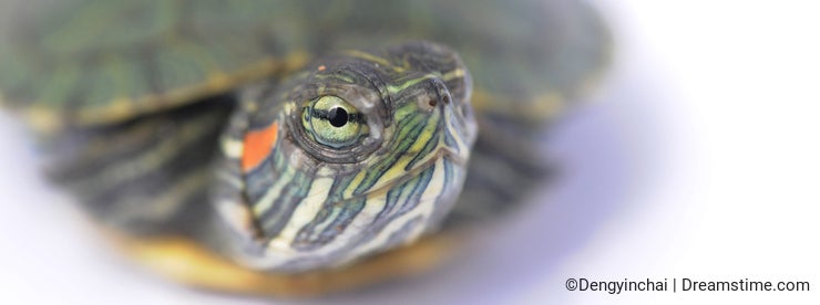 A Red-footed Tortoise spying