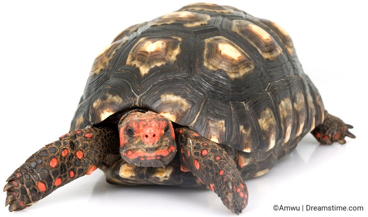 Cherry Head Red-footed Tortoise