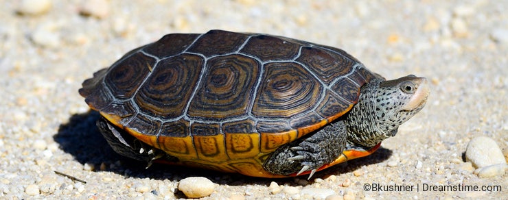 Diamondback Terrapin