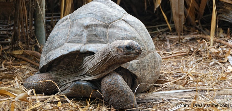 Giant tortoise