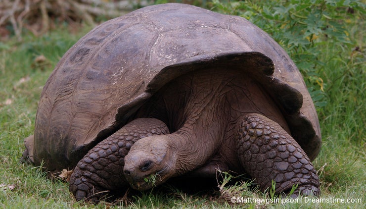 Giant Galapagos Tortoise