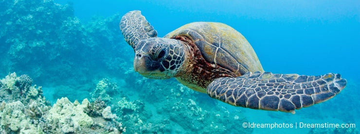 Cute sea turtle