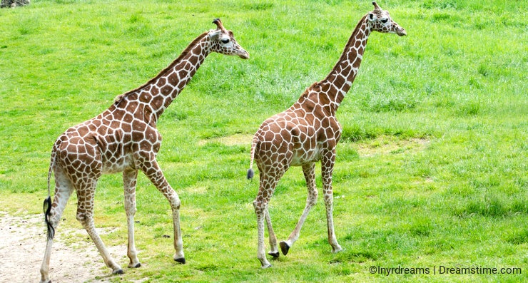 Pair of articulated giraffes