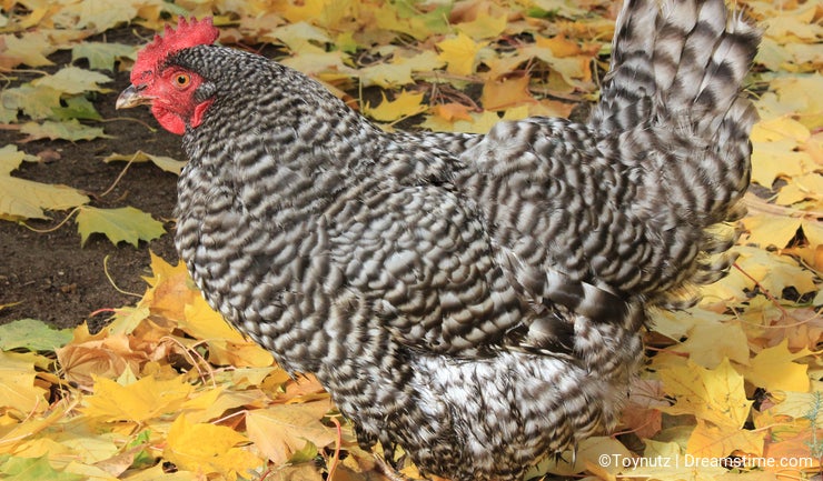 Barred Plymouth Rock Hen