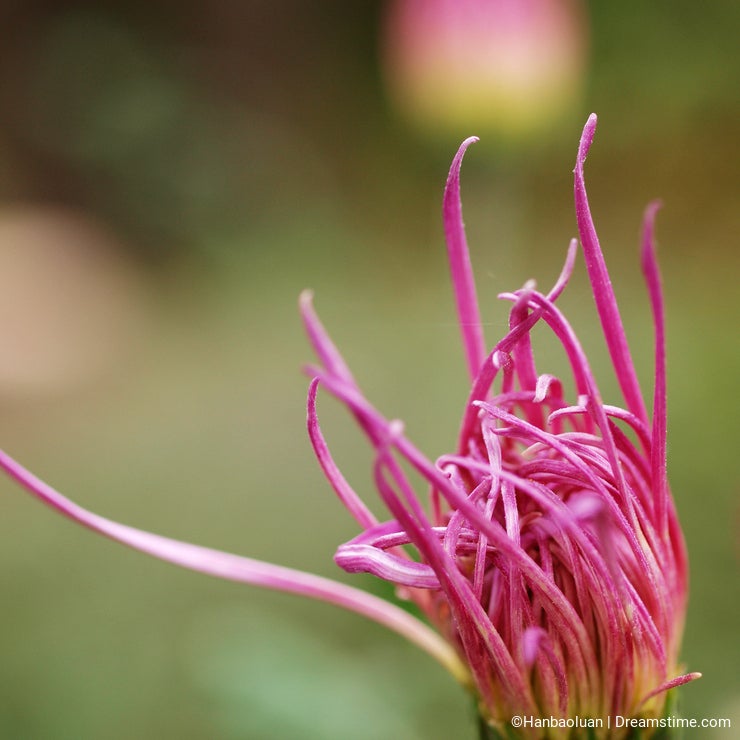 Chrysanthemum flower