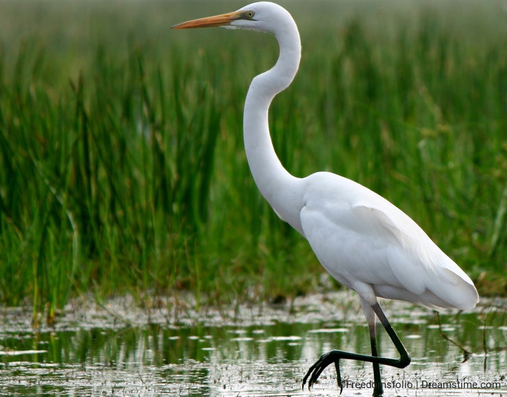 Great Egret in shallow water