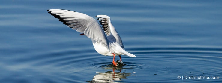 Seagull on water reflection