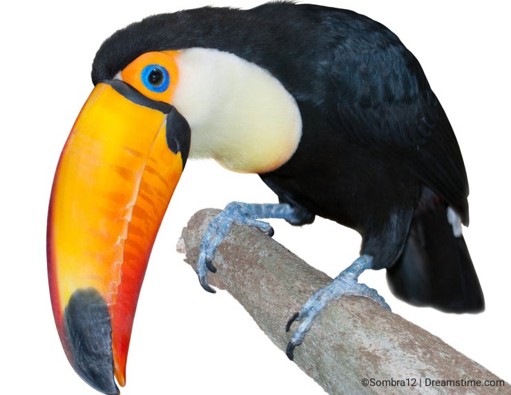 Curious toucan