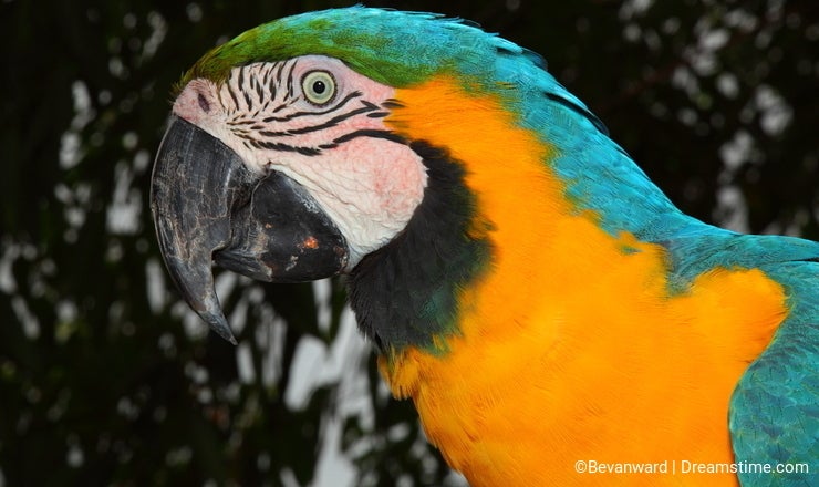 Macaw