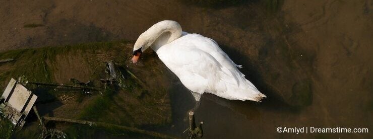 Swan in polluted water