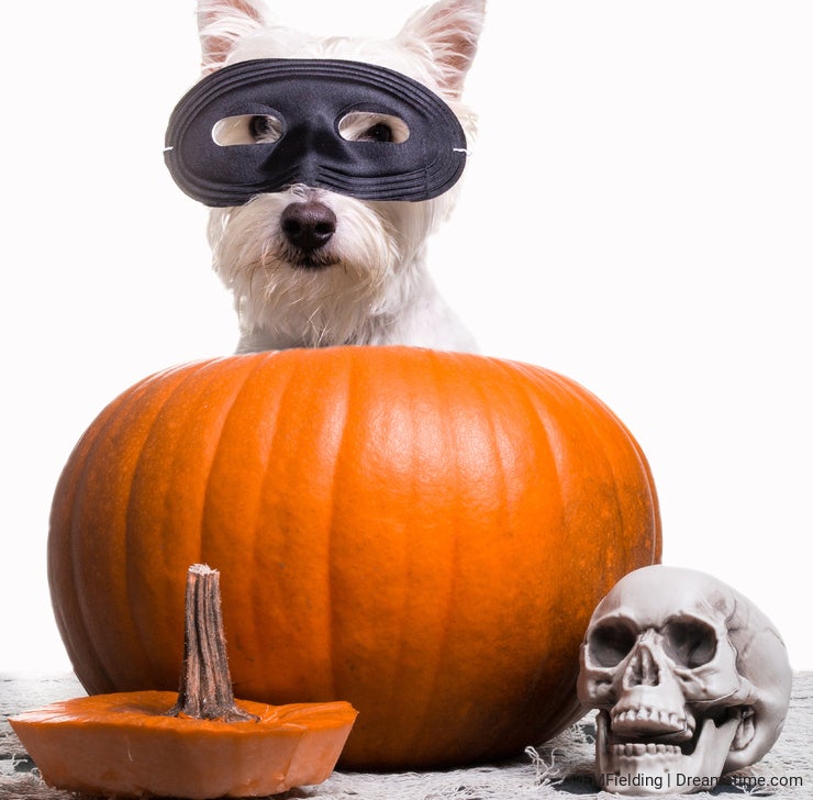 Happy Halloween Dog