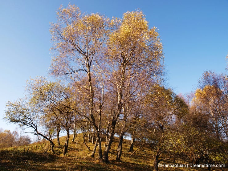 Autumn tree